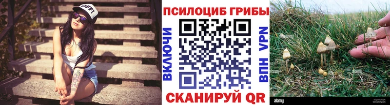 Псилоцибиновые грибы Cubensis  Курчатов 